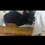 [고양이] +추가) 고양이 8마리를 모시고 있는 <b>집사</b>입니다