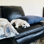 [강아지] 못 참고 자랑하는 <b>알라딘</b> 2탄