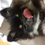 얘들아 검은 <b>포메</b>는 싫냐 ㅠㅠ