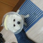 비숑프리제 세살 남아 옹<b>츄</b> 1탄