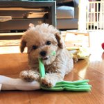 [강아지] 우리집 뽀시래기 오뎅이의 <b>대파</b> 먹방