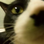 [댓글부탁해] 행님이는 멍멍 꼬맹이는 야옹 4탄