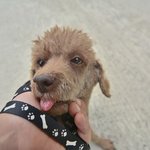 상문/푸들/남아/4살/3.5kg    <b>우직</b>한 상문이예요.