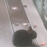 배우