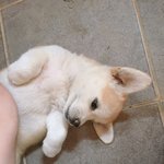 [댓글부탁해] <b>절미</b>