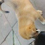 <b>누</b>눈가가 저희 강아지를 데려갔습니다.