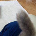 [드루와] 우리집 고양이 <b>꼬리</b> 보고가 얘드라ㅠㅠㅠㅠ