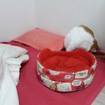 나의 동거묘 도칠이 <b>가자미</b>? 눈