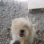 [강아지] 뭉친 <b>털옷</b> 좀 벗겨주세요