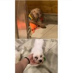 [꼭봐주세요] 서초 애견카페 38<b>도씨</b>