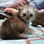 +) <b>사진o</b>)) 고양이 이름 좀^^!