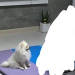[EXO] 우리집 갱쥐 운동하는거 구경하는중