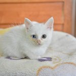 [고양이] 빵/터키쉬앙고라/여아/2개월<b>미만</b>/오드아이