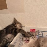 [고양이] <b>똥</b>고양이 <b>사진</b> 모으는데 도와죠