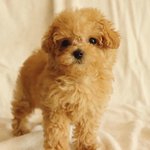 [강아지] 우리집 2개월 뽀시래기 오뎅이