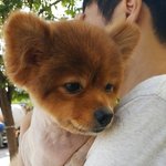 울<b>집</b> 황곰이 <b>털</b> 깎으니까.. 시무룩...