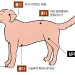 [댓글부탁해] <b>애완</b>동물 자랑하고가!!