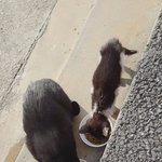 [꼭봐주세요] (1)밥 챙겨주던 길고양이가 오늘 새끼 고양이를 데려왔어요(...