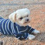 라일/말티즈/여아/7살/2.5kg  *사랑이 필요한 라일이