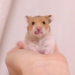 [세븐틴] 순영이<b>햄</b><b>찌</b>미ㅜㅜ
