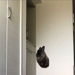 폴짝폴짝 <b>거려</b>서 사랑인 귀요미들