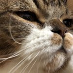 [고양이] <b>두부</b>라는 아이에요9