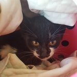 [꼭봐주세요] (2)아기 길고양이가 집 앞에 있었다는 쓰니에요