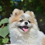 하람/파<b>티포</b>메라이언/남아(중성화완료)/1살/2.8kg  새벽의 찬...