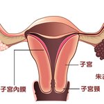 [19] 자궁이라는 단어 절대 쓰지말자