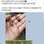 와 강아지 간식에 <b>바늘</b> 끼워놓는거
