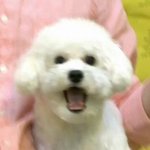 [조언부탁해] 된<b>장색</b> 카라멜색 후드티나 집업 추천해주라