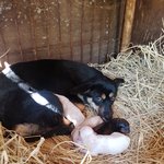 [강아지] <b>비닐</b>하우스에서 새끼를 출산했습니다