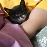 [고양이] +추가2) 고양이 8마리를 모시고 있는 집사입니다