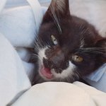 [꼭봐주세요] (3)아기고양이가 범백에 걸렸대요..