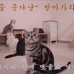 [고양이] 유튜브 <b>채널</b> 구독자 100명 돌파 이벤트해요.
