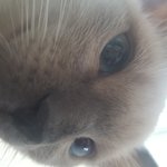 얘들아 나 고양이 옷 <b>사</b><b>줄</b>건데