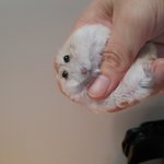 북순이가 북돌이를 공격한 이유~~~~