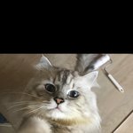 [댓글부탁해] 울 <b>집</b> 고양이는 산책<b>두</b> 감ㅎㅎ