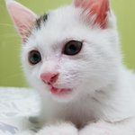 [고양이] (고양이입양)<b>어미</b>가버린 아기고양이 짜이의 엄마가 되어주세요