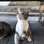 [꼭봐주세요] 학교에 고양이가 살아요