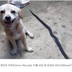 <b>이</b> <b>강아지</b> 너무슬퍼
