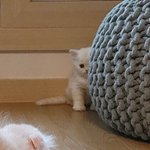얘들아 제발 너희 <b>애완견</b> 자랑 좀 ...