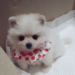 [강아지] 울집 막내딸 루나입니다