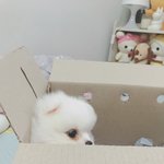 [댓글부탁해] ❤️우리집 댕댕이도 귀여운데.. 함 바죠❤️