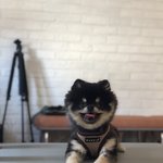 [강아지] 세상어디에도 없는 특별한 우리댕댕이