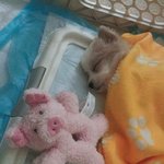 [추천부탁해] 쿠키의 <b>성장</b>일기