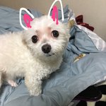 [댓글부탁해] 아날로그 웨딩 선물해줄분 <b>문상</b>