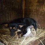 [강아지] 비닐하우스에서 <b>출산</b>한 어미견<b>소식</b>