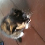아기고양이 어찌해야할까요?