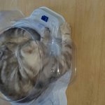 [댓글부탁해] 이 고양이 바보같지않냐 ㅋㅋ